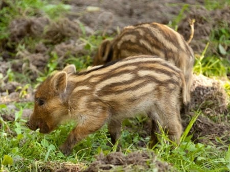 LITTLE PIGLETS - image, cute, piglets, little