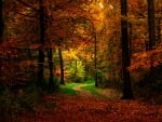 Autumn forest