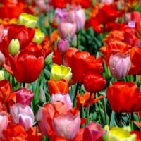 Red, yellow and pink tulips