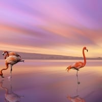 Flamingos on the Beach at Twilight