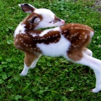 Piebald Fawn