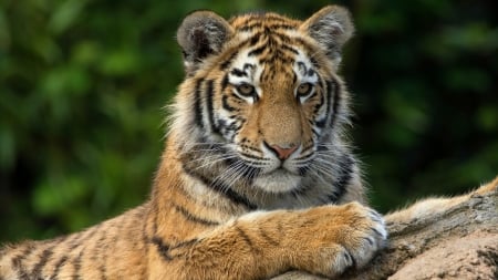 Tiger - animal, cub, paw, cute, tigru, tiger