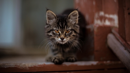 Kitten - brown, cat, pisici, animal, kitten