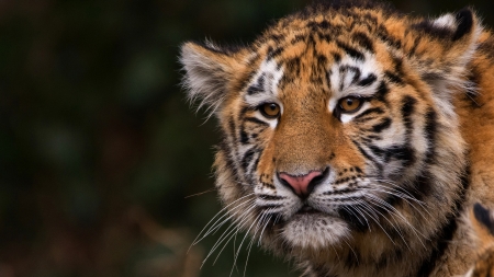 Tiger - face, cub, animal, tiger, cute, big cat, pisici, tigru