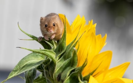 Harvest mouse - rodent, animal, sunflower, yellow, cute, harvest mouse, soricel