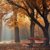 Autumn park