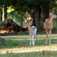 Piebald Deer