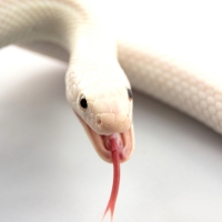 Albino Snake