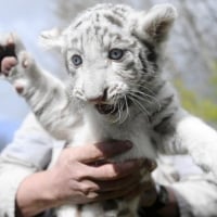 Albino Tiger Cub