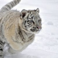 Albino Tiger In Snow