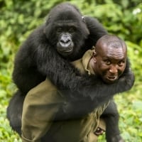 Gorilla Protection Park Rangers