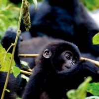 Eastern Gorilla  Africa