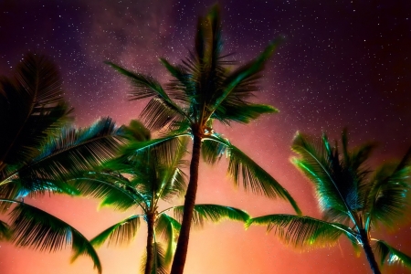 Night sky - night, sky, palm trees, stars