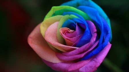 Colorful rose - flower, rainbow, rose, pink, trandafir, blue, skin, green