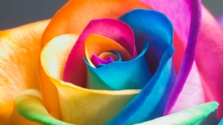 Colorful rose - trandafir, skin, rainbow, blue, colorful, orange, rose, flower