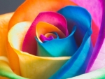 Colorful rose