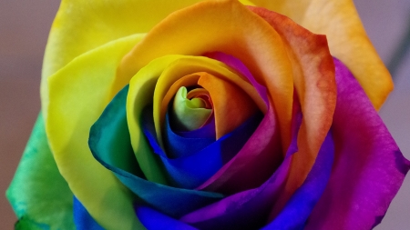 Colorful rose