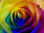 Colorful rose