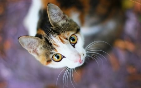 Cat - animal, view from the top, eyes, pisici, cat