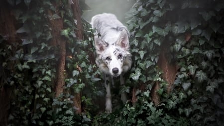 Forest Dog - dogs, nature, forest, trees