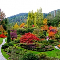 Trees in Butchart Gardens, Canada