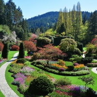 Butchart Gardens and trees