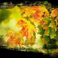 Autumn Leaf Collage