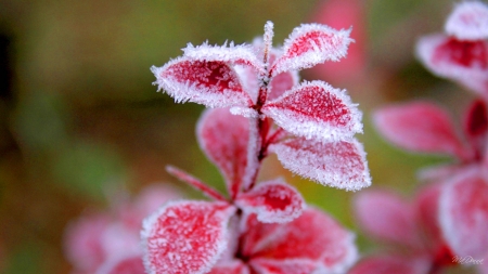 Icing Red Leaves - fall, winter, foliage, frost, leaves, bright, firefox theme, ice, autumn