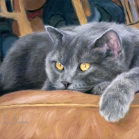 Grey Cat