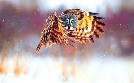 in flight - owl, bird, animal, flight