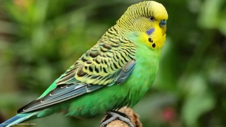 budgie