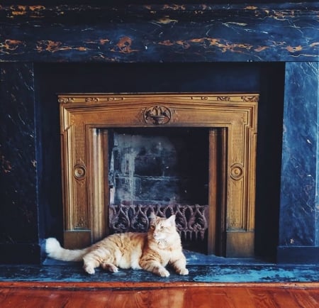 by the fireplace - cats, fireplace, animals, photography