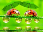 Little ladybugs with umbrellas