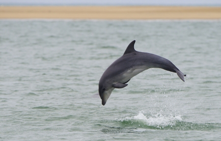 Bottlenose dolphin - Bottlenose dolphin, Walvis Bay, Dolphin, Off Namibian coast