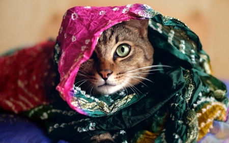 Cat - animal, pink, cat, scarf, eye, pisici