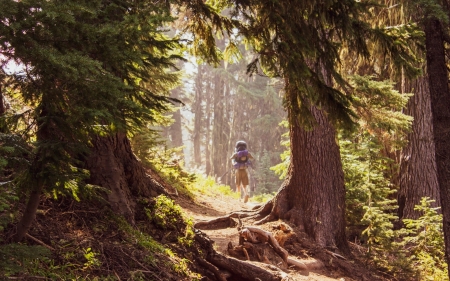 Mountain Forest