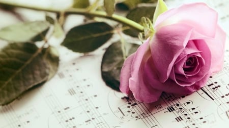 Lavender Pink Rose - score, music, romantic, rose, musical, flower, notes