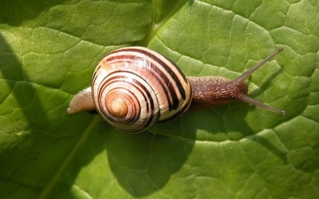 Snail - animal, green, leaf, snail