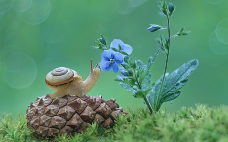 Snail, Cone and Flower - animal, cone, snail, flower