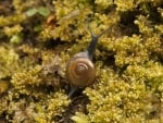 Snail