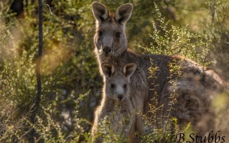 Kangaroos - baby, animals, kangaroos, mother, australia