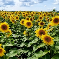 Sunflowers