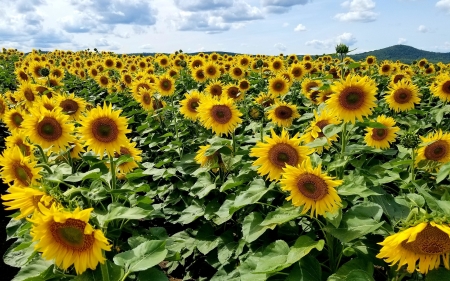 Sunflowers - field, sunflowers, yellow, summer