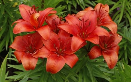 Red Lilies - flowers, lilies, nature, red