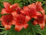 Red Lilies