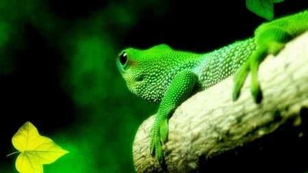 green lizard - animal, lizard, reptile, branch