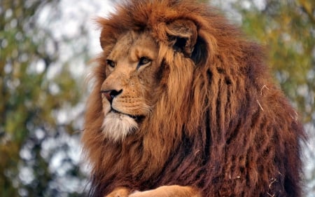 king of the jungle - animal, feline, lion, cat