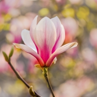 Magnolia