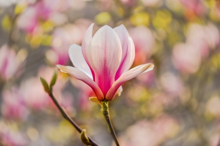 Magnolia - bokeh, pink, magnolia, spring, flower