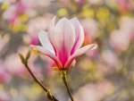 Magnolia